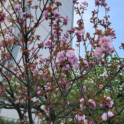 八重桜.jpeg