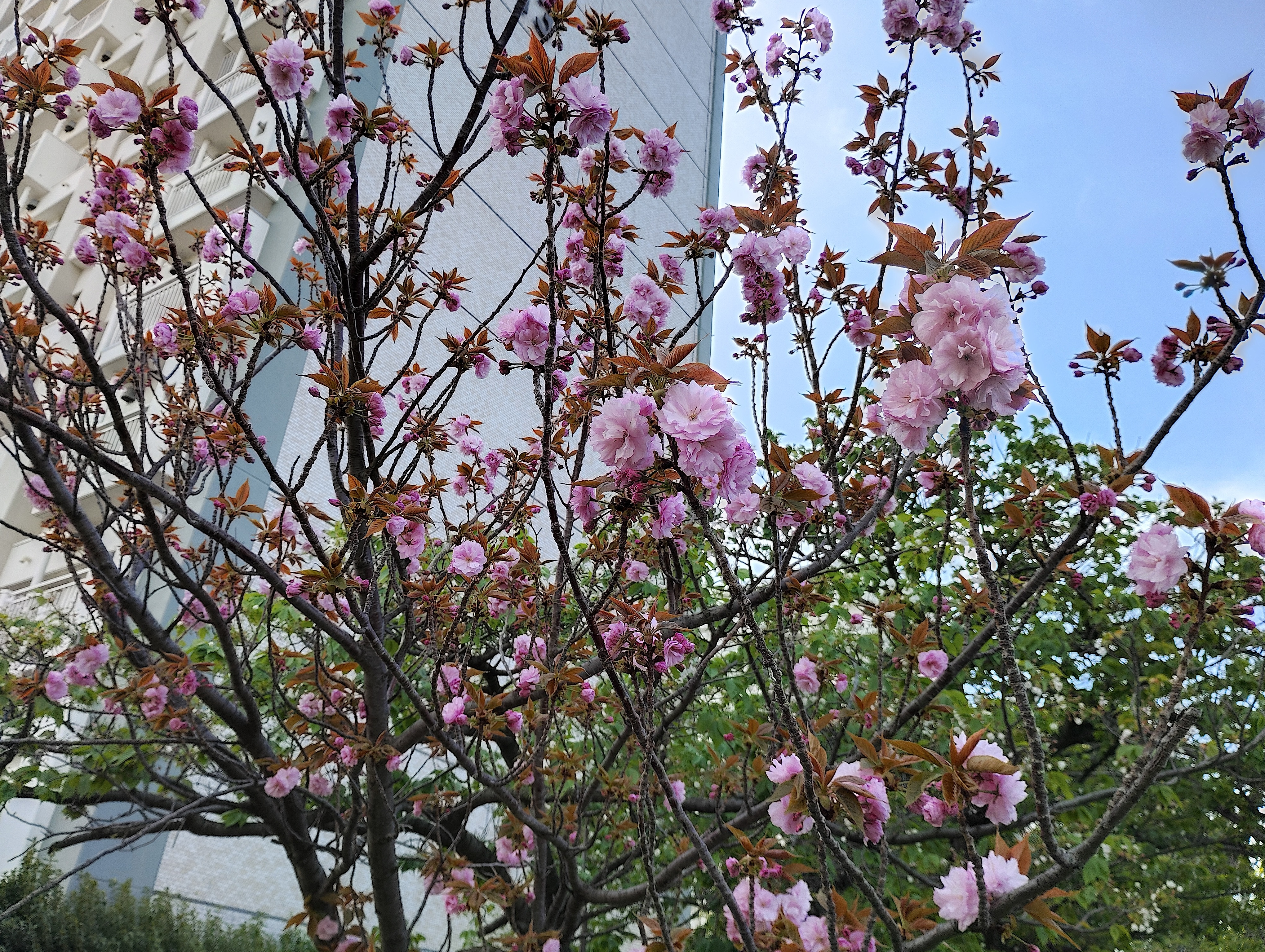 八重桜.jpeg