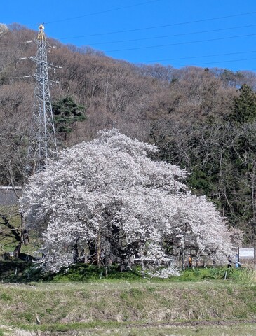 PXL_20260412_054939073.jpg