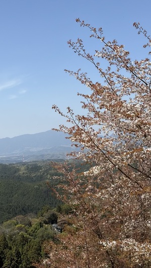 IMG_8394.jpeg