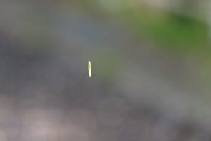 芋虫系.jpg