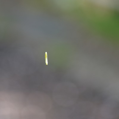 芋虫系.jpg