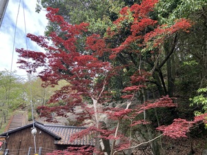 IMG_7341.jpeg