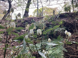 IMG_7339.jpeg