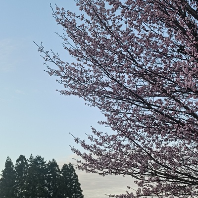 IMG20260414053057.jpg