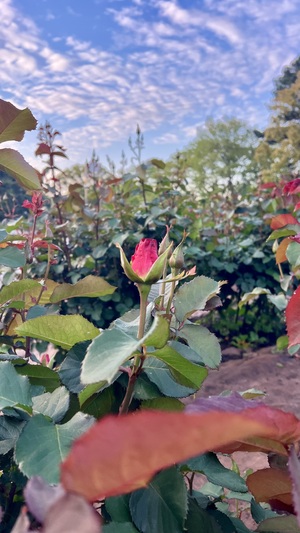 IMG_0481.jpeg