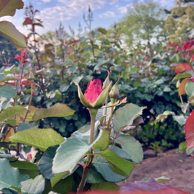 IMG_0481.jpeg