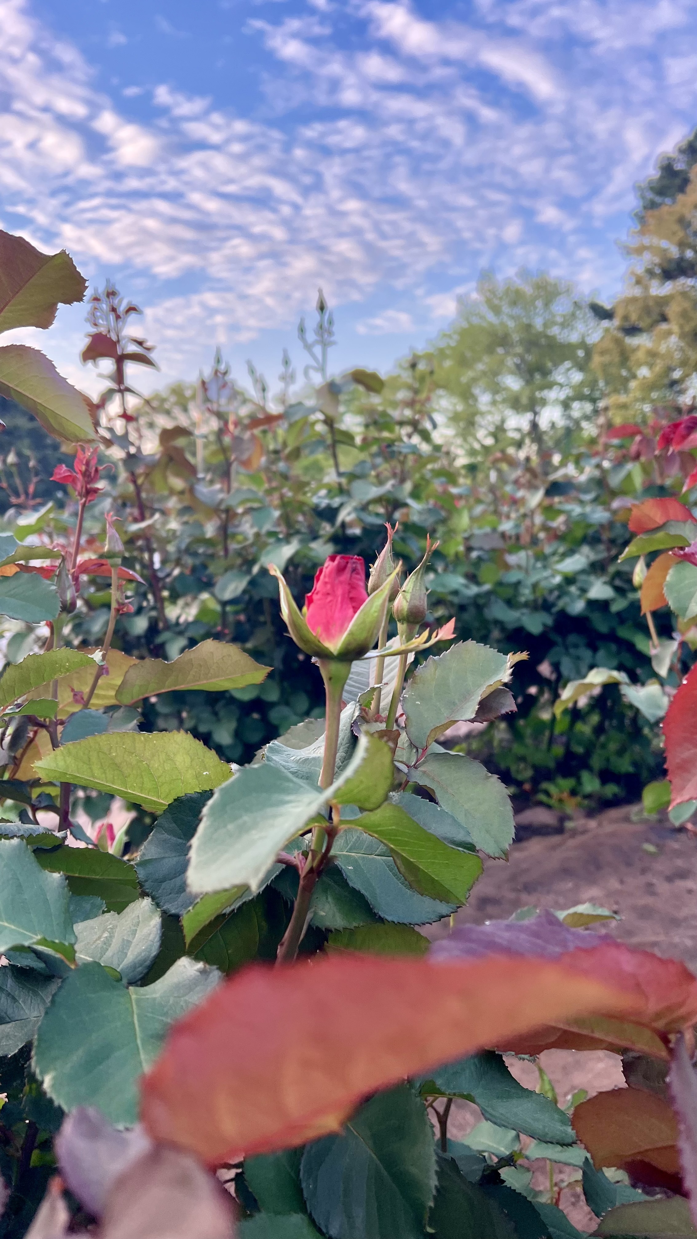 IMG_0481.jpeg