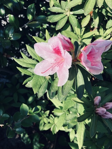 IMG_3334.jpeg