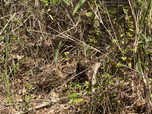IMG_7183.jpeg