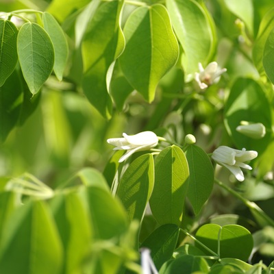 郁子の花.jpg