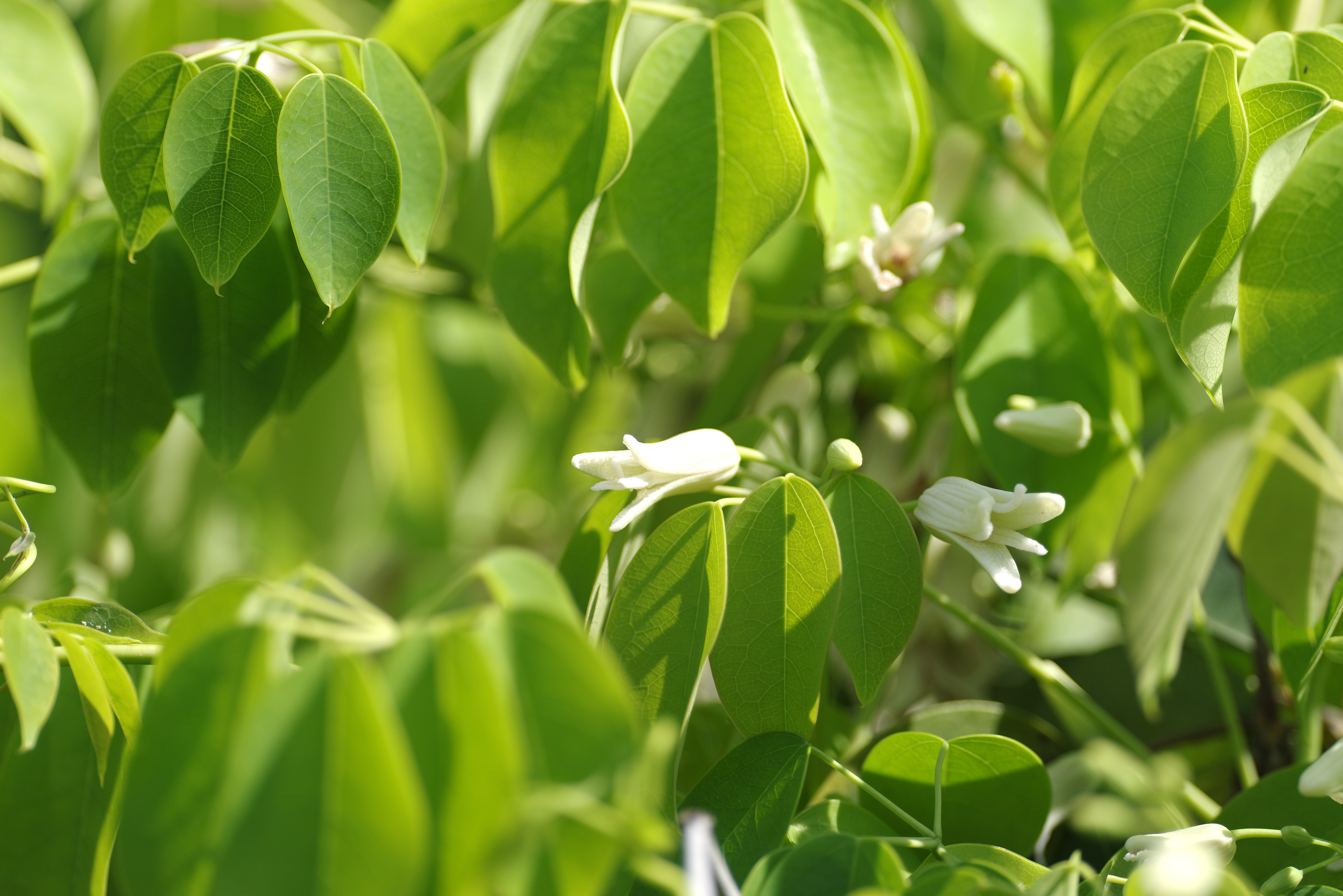 郁子の花.jpg