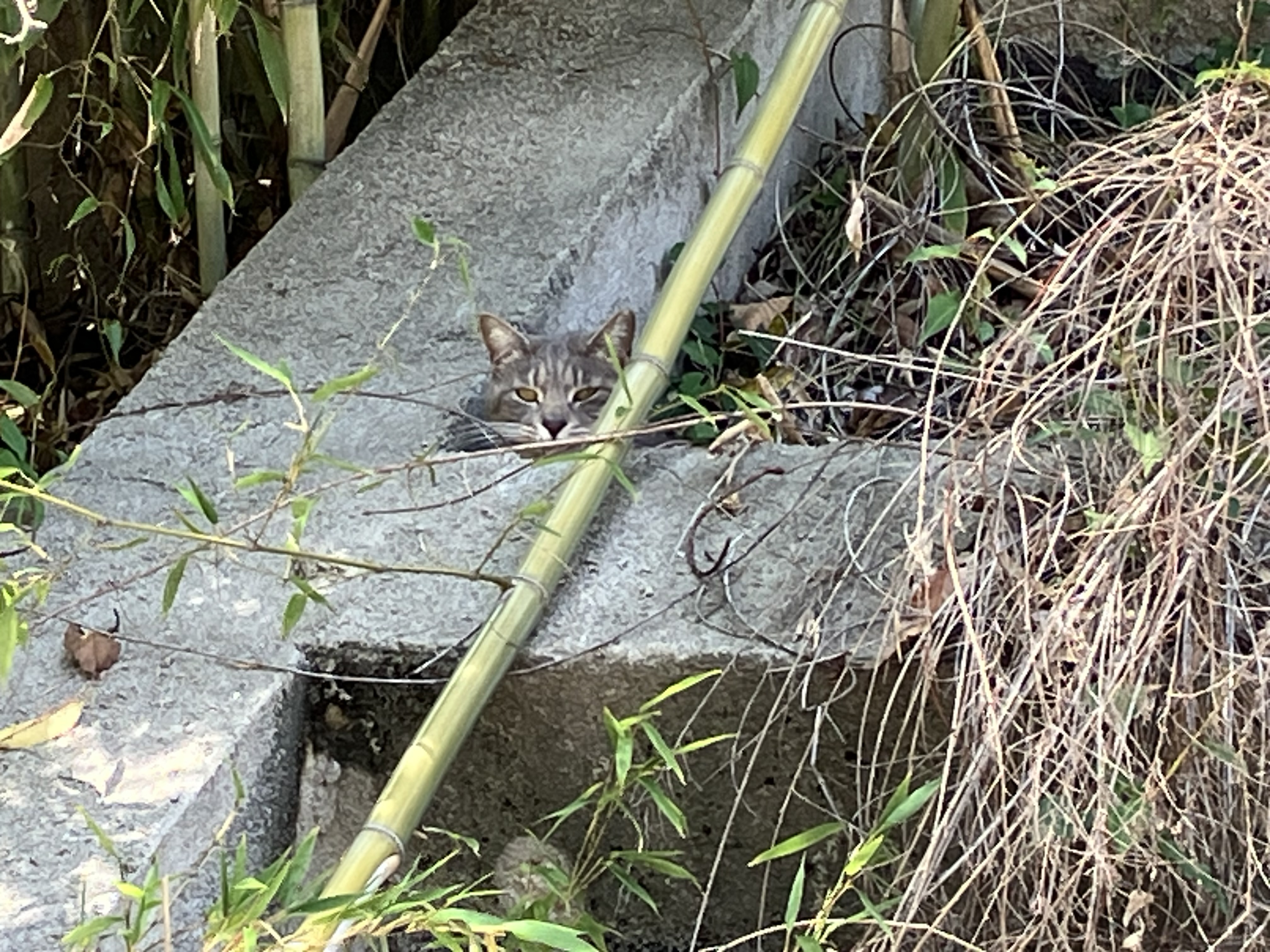 IMG_7262.jpeg