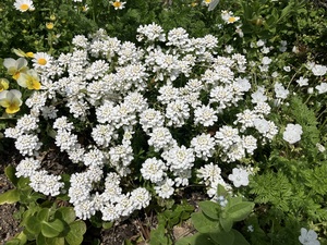 IMG_7327.jpeg