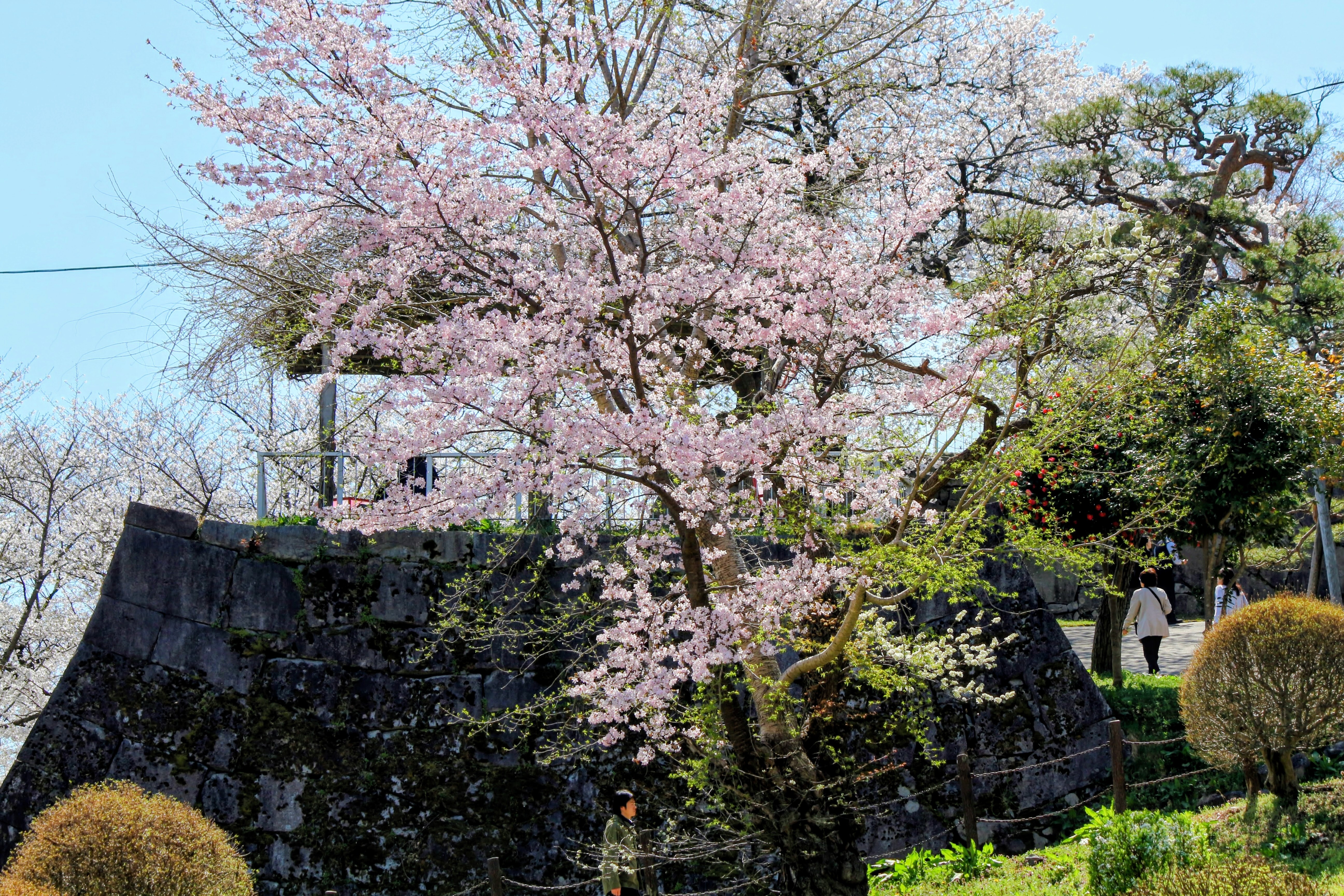 IMG_0027_2.JPG
