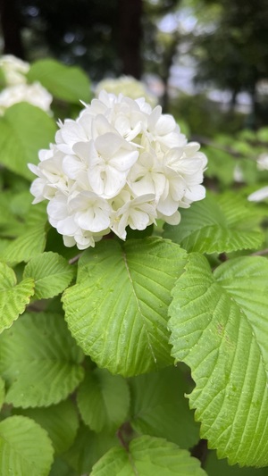 IMG_0619.jpeg