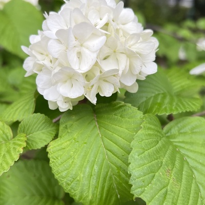 IMG_0619.jpeg