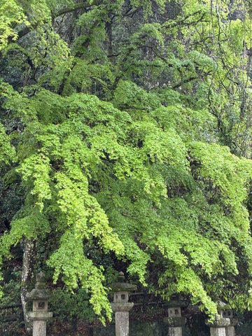 IMG_3990.jpeg