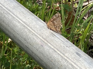 IMG_7082.jpeg