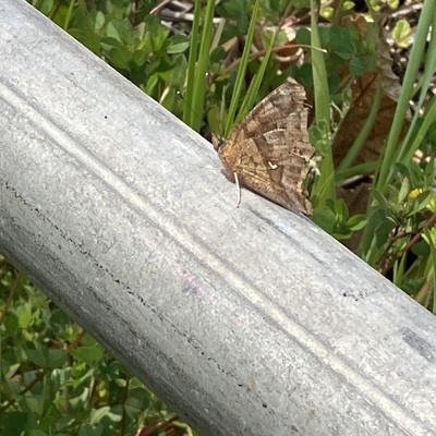 IMG_7082.jpeg