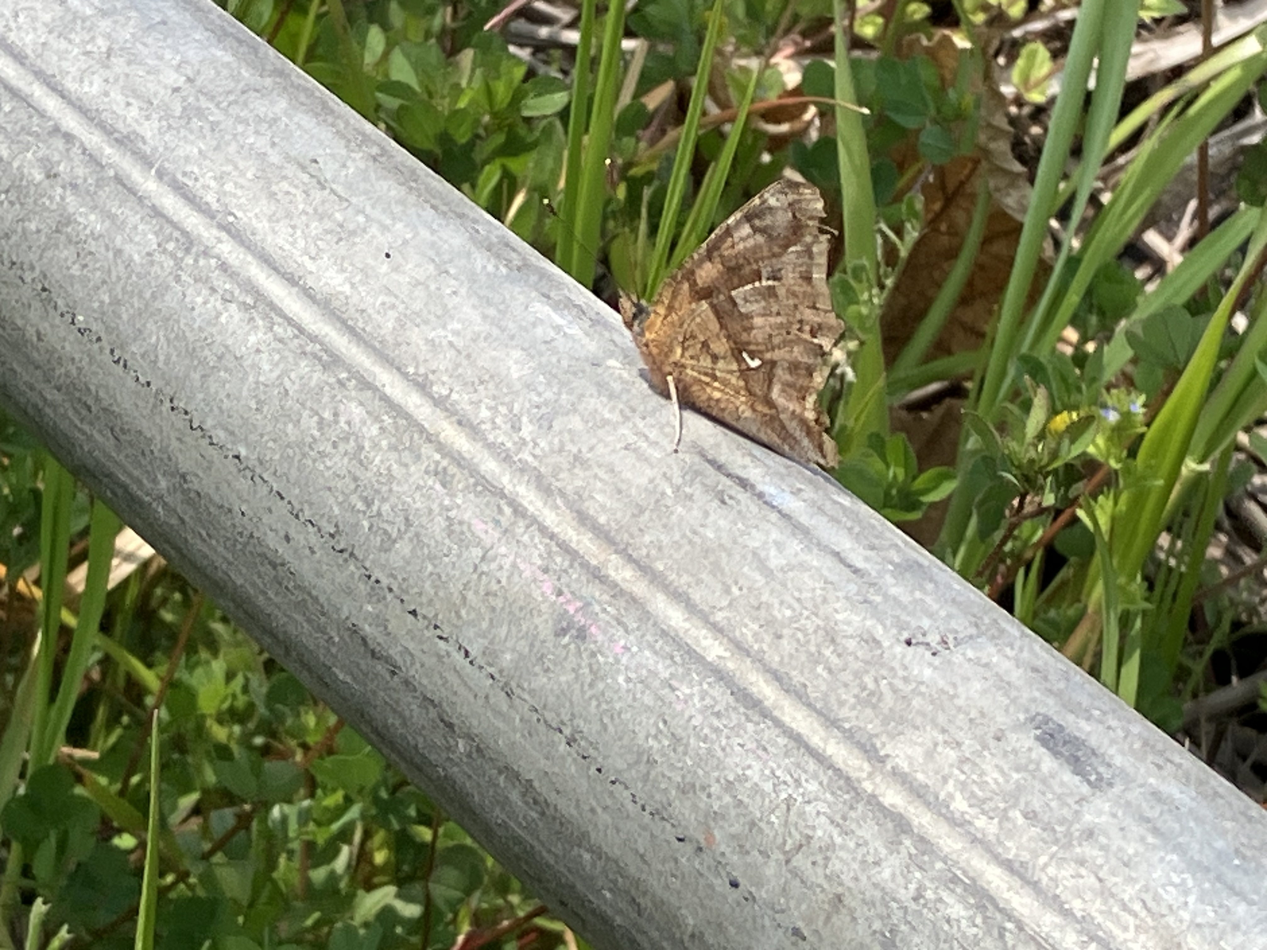 IMG_7082.jpeg