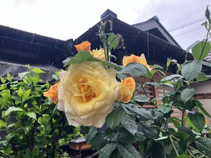 IMG_7365.jpeg