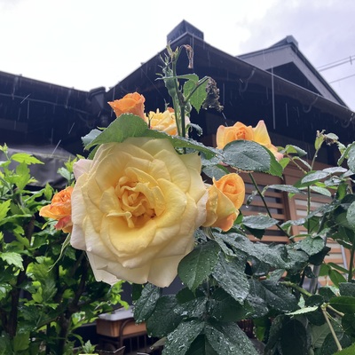 IMG_7365.jpeg