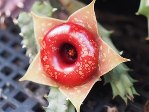 P4057406_2.JPG