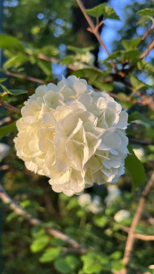 IMG_0739.jpeg