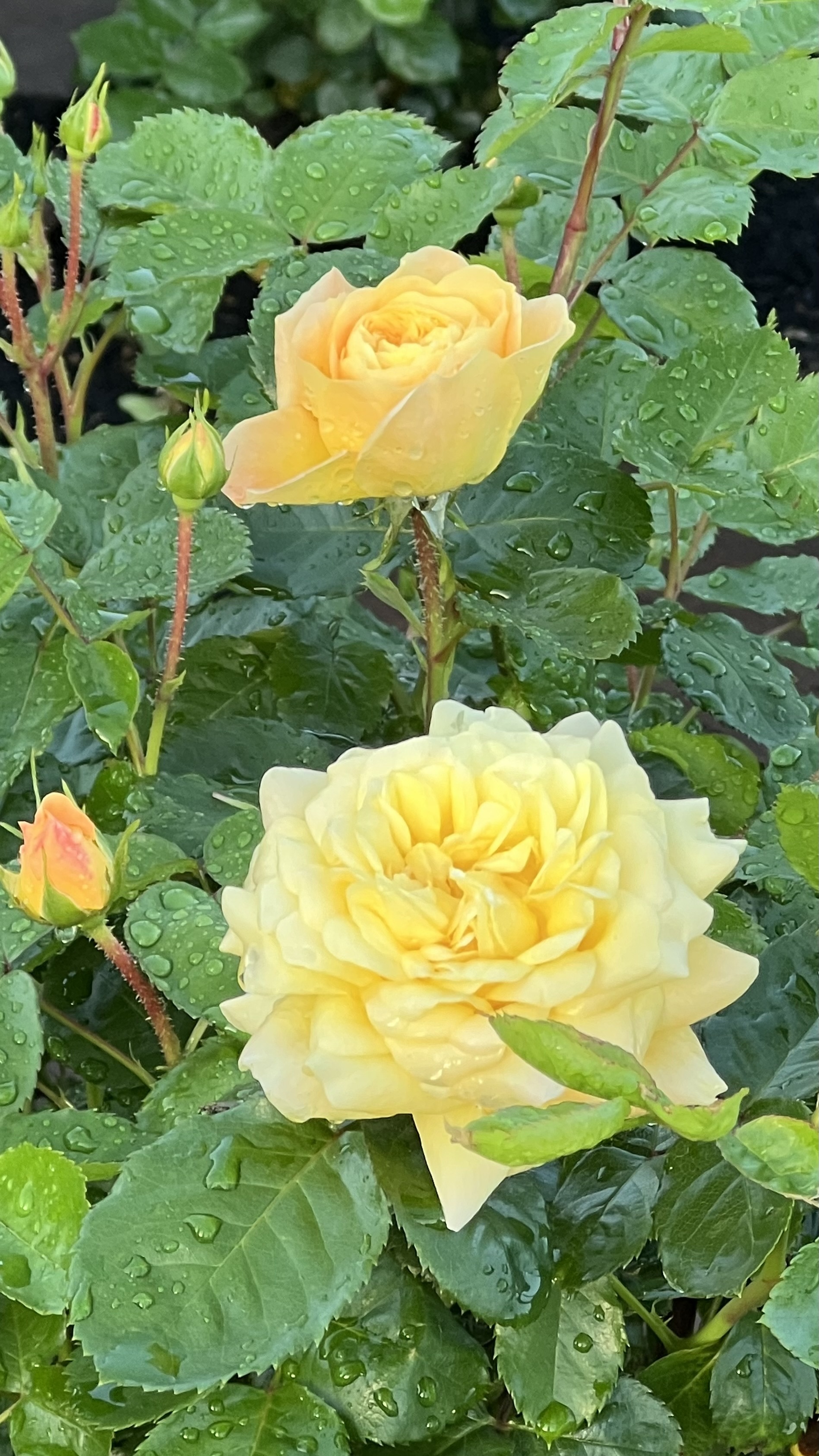 IMG_0701.jpeg