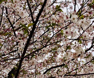 IMG_2048.jpeg