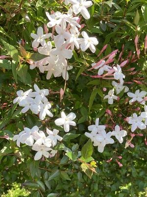 IMG_4419.jpeg