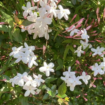 IMG_4419.jpeg
