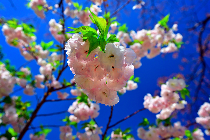 DSC_8230.jpg