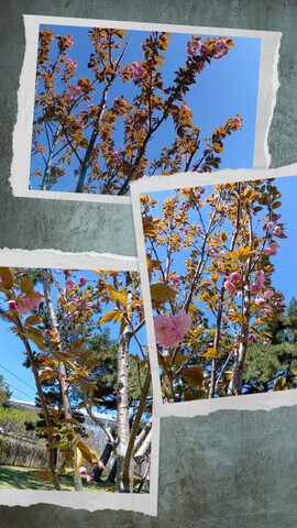 20260416_172149-COLLAGE.jpg