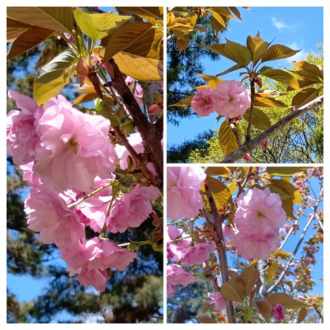 20260416_172629-COLLAGE.jpg