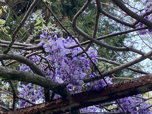 IMG_7374.jpeg