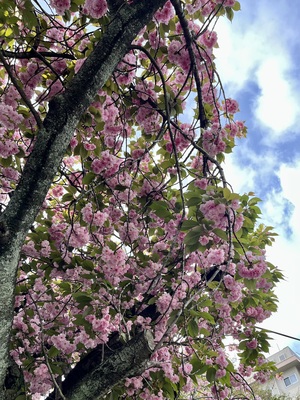 IMG_3019.jpeg