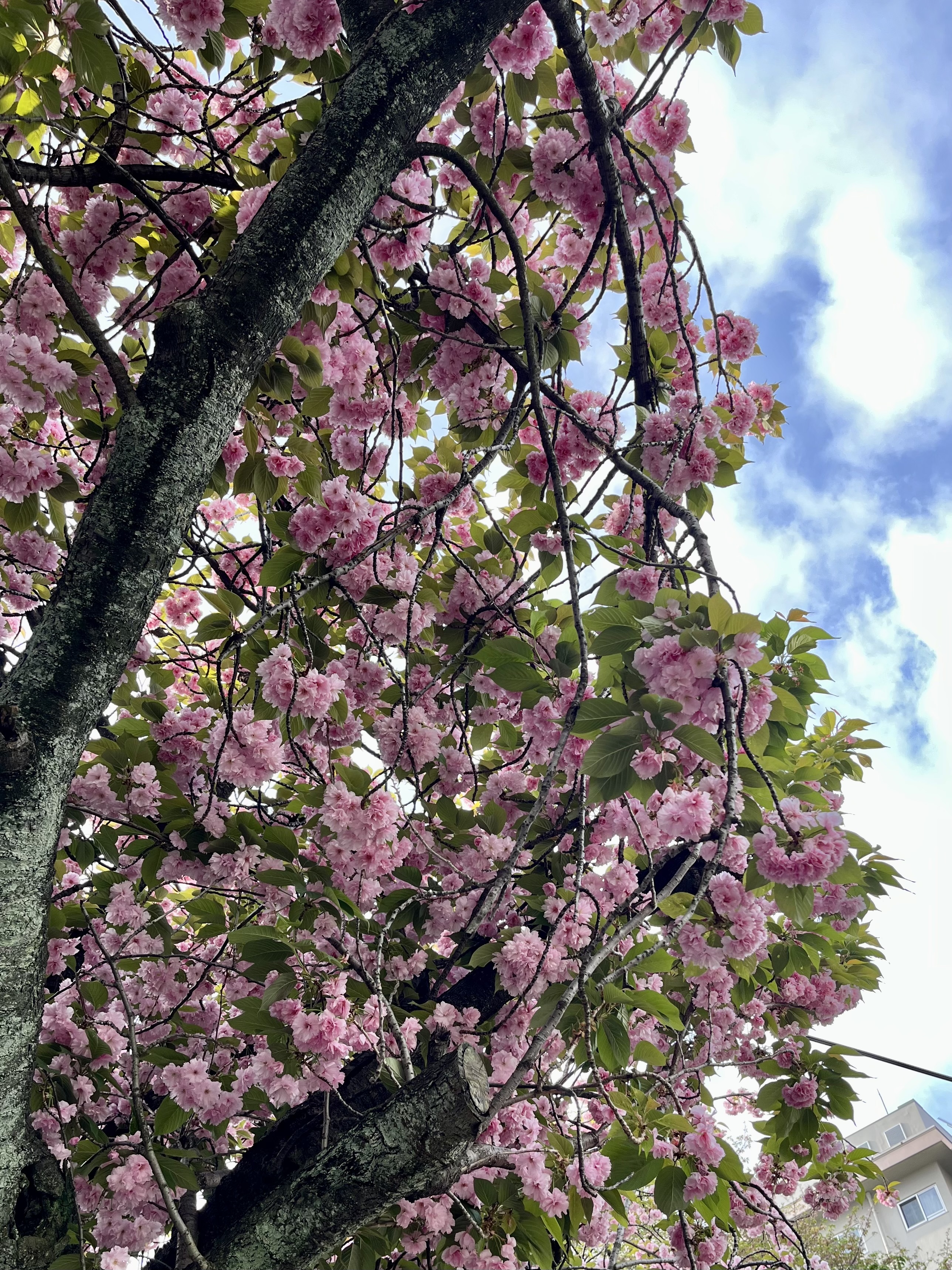 IMG_3019.jpeg