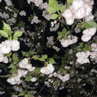 IMG_0787.jpeg