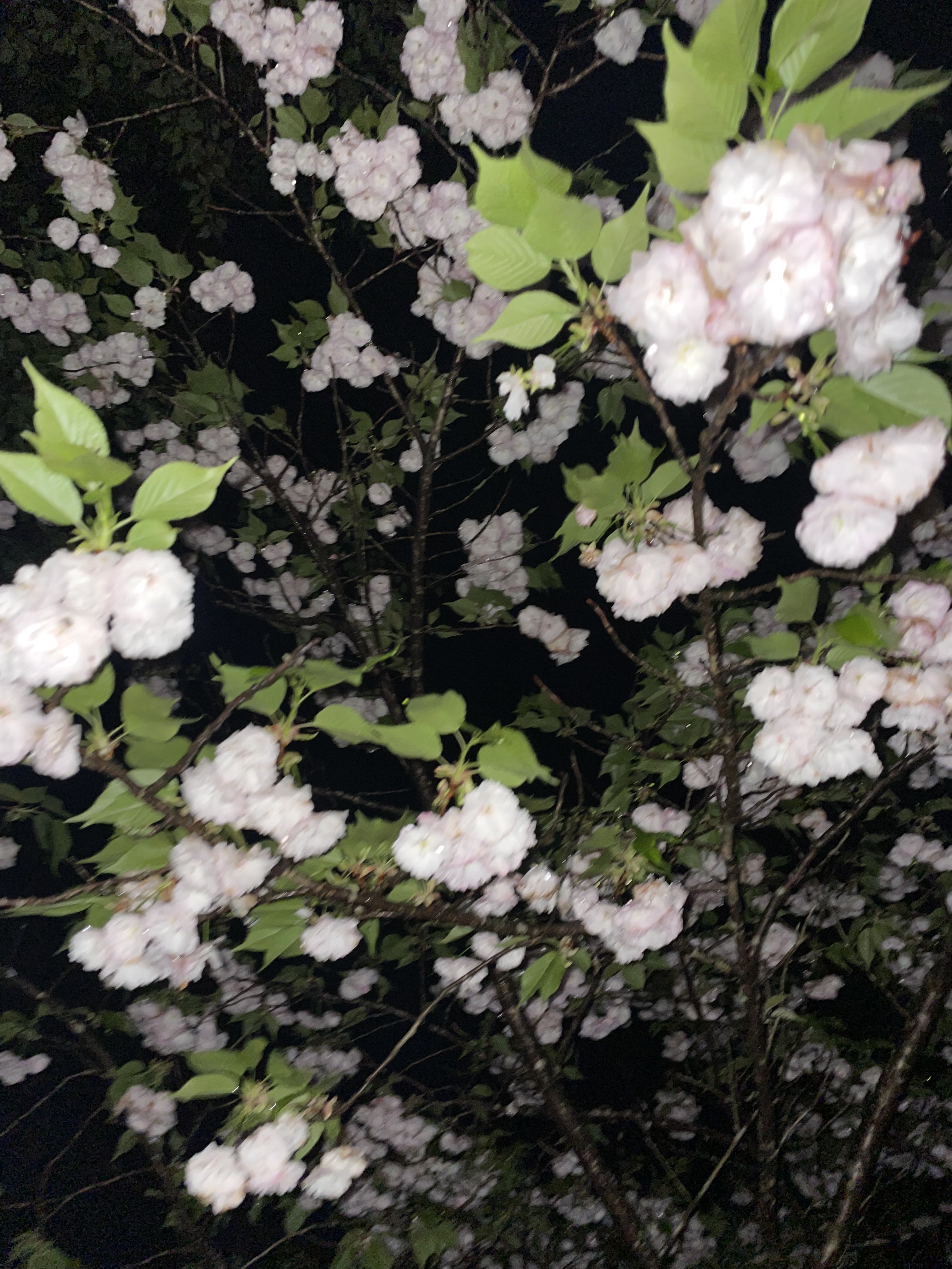 IMG_0787.jpeg