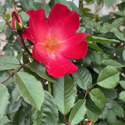 IMG_0784.jpeg