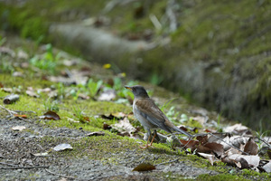 IMG_3706.jpeg