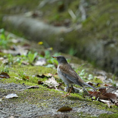 IMG_3706.jpeg