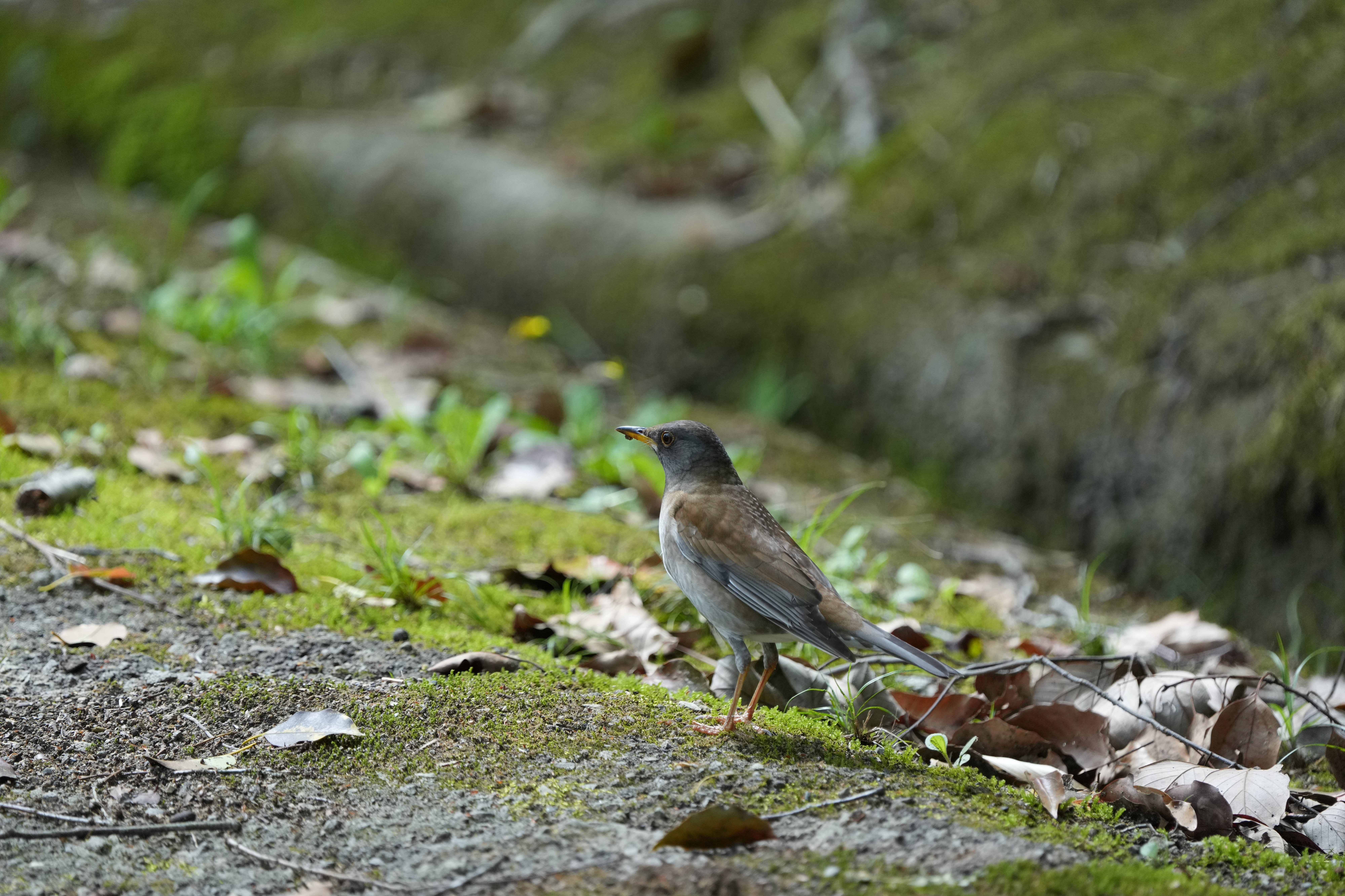 IMG_3706.jpeg