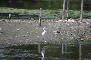 だいさぎ1.jpg