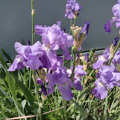 IMG_20260418_125832569_HDR.jpg