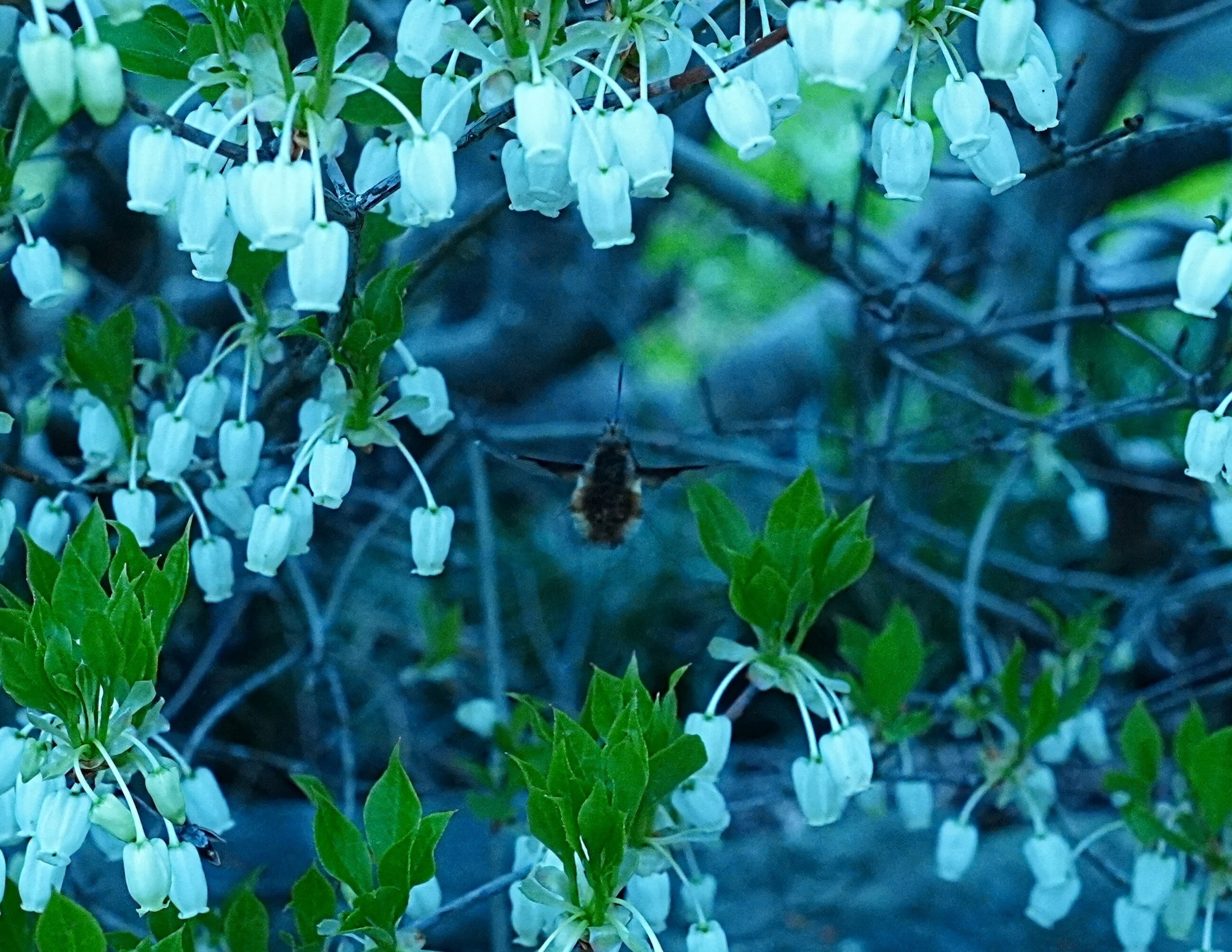 DSC00070_2.JPG