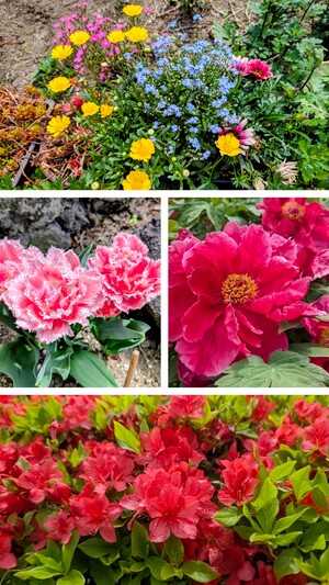 20260418_155553-COLLAGE.jpg