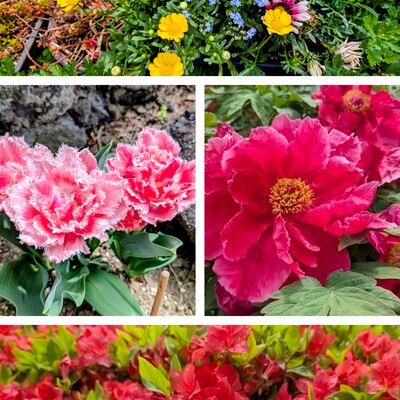 20260418_155553-COLLAGE.jpg